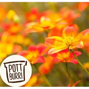 Bidens Bee-dance Pottburri