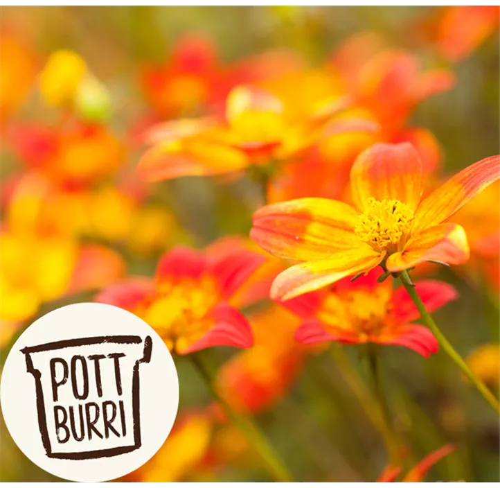 Zweizahn BeeDance® 'Painted Red'