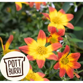 Bidens ferulifolia Bee - Dance Pottburri