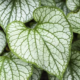 Brunnera macrophylla Sea Heart