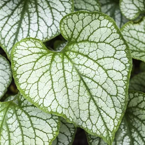 Brunnera macrophylla Sea Heart
