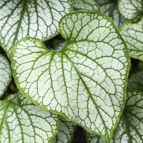 Brunnera macrophylla Sea Heart