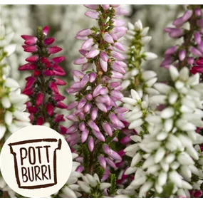 Calluna Beauty Ladies Starlight Trio Pottburri