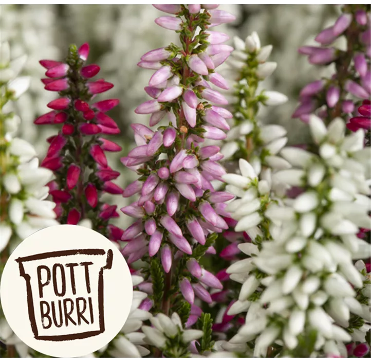 Knospenblüherheide Beauty Ladies Trio