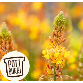 Bulbine frutescens Heilkräuter Potburri