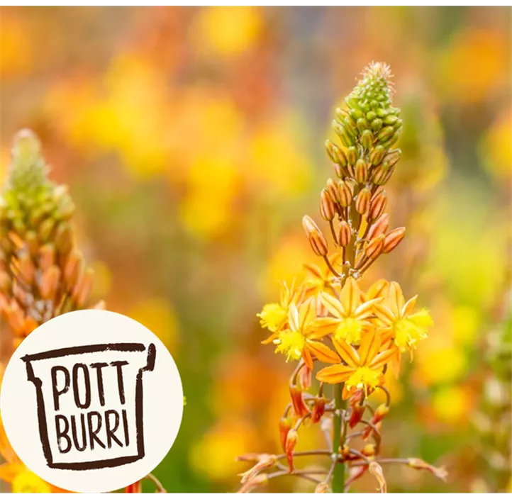 Katzenschwanzpflanze 'Medicus'