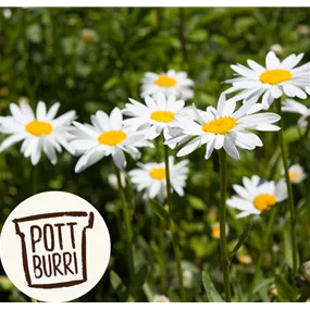 Chamaemelum nobile Heilkräuter Potburri