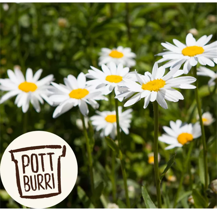 Römische Scheinkamille