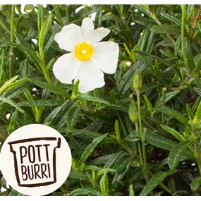 Cistus incanus Heilkräuter Potburri