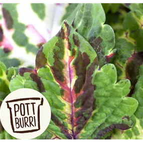 Coleus blumei Pottburri