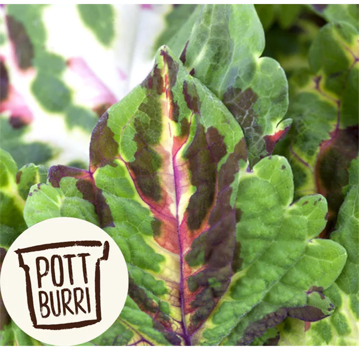 Buntnessel, 13 cm Topf