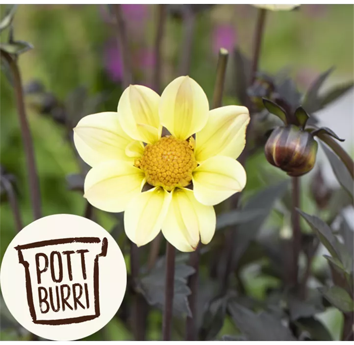 Einfach blühende Dahlie 'Happy Days Cream'