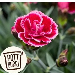 Dianthus cultivars Diantica Pottburri