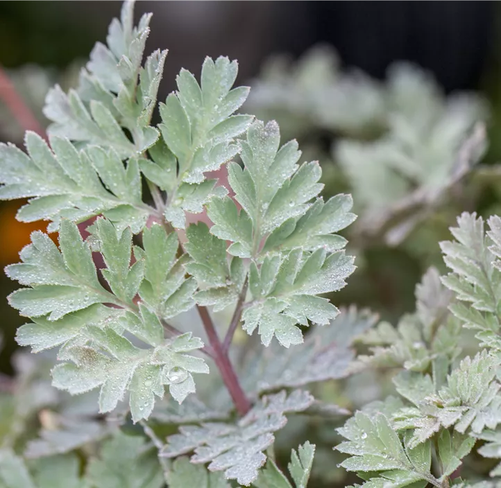 Zwerg-Herzblume 'Pink Diamonds'