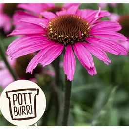 Echinacea Prairie Splendor Dark Rose Pottburri