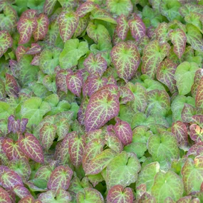 Epimedium perralchicum Frohnleiten