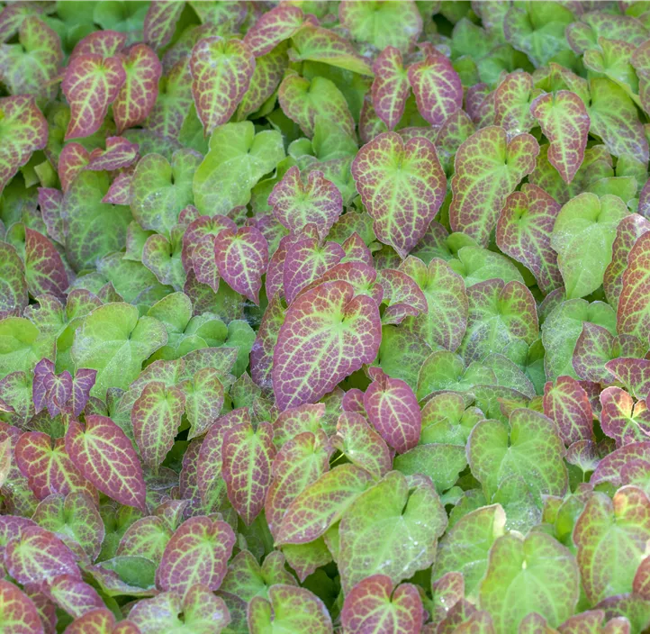 Garten-Elfenblume 'Frohnleiten'