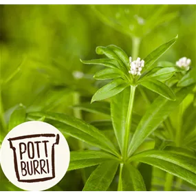 Galium odoratum Heilkräuter Potburri
