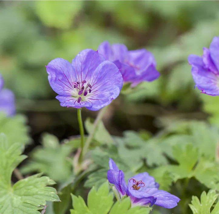 Storchschnabel 'Rozanne'®