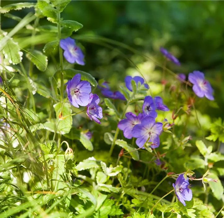 Storchschnabel 'Rozanne'®