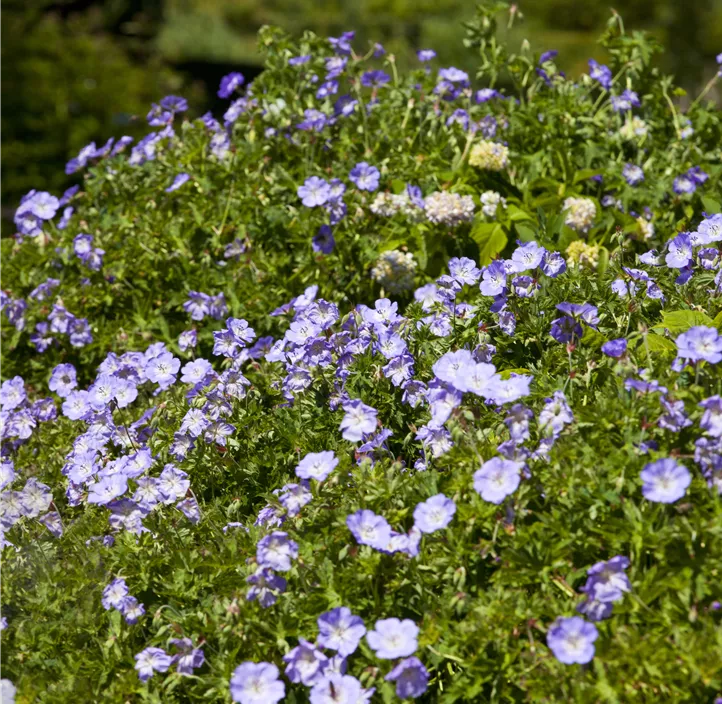 Storchschnabel 'Rozanne'®