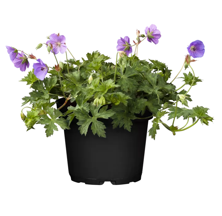 Storchschnabel 'Rozanne'®