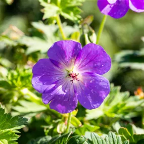 Geranium wallichianum Bloom Me Away