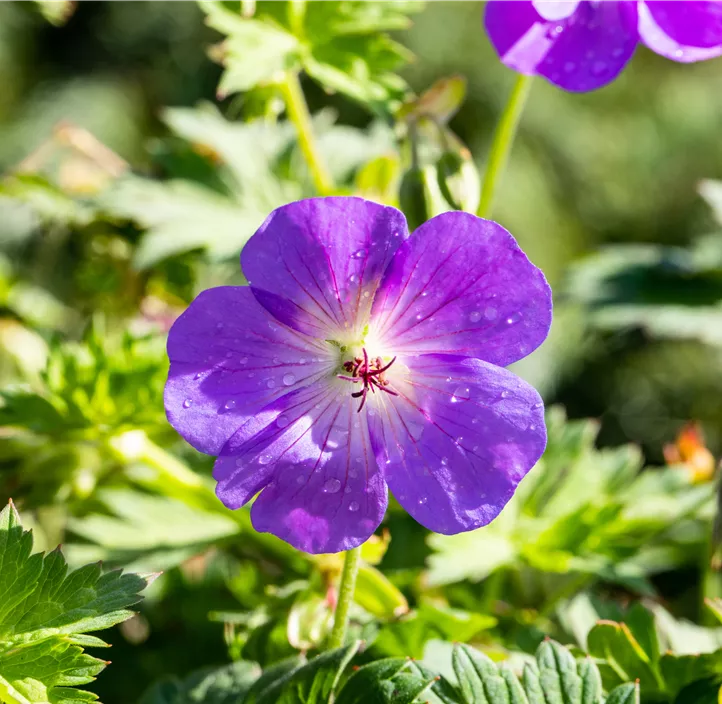 Garten-Storchschnabel 'Bloom Me Away'