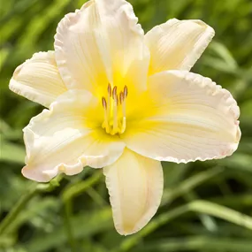 Hemerocallis hybriden EverydayLily Cream