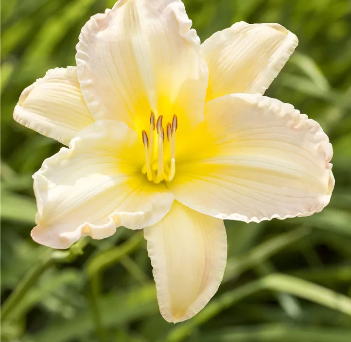 Garten-Taglilie EveryDaylily™ 'Cream'