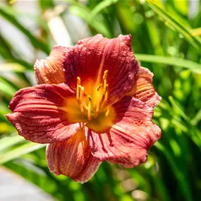 Hemerocallis hybriden EverydayLily Red Ribs