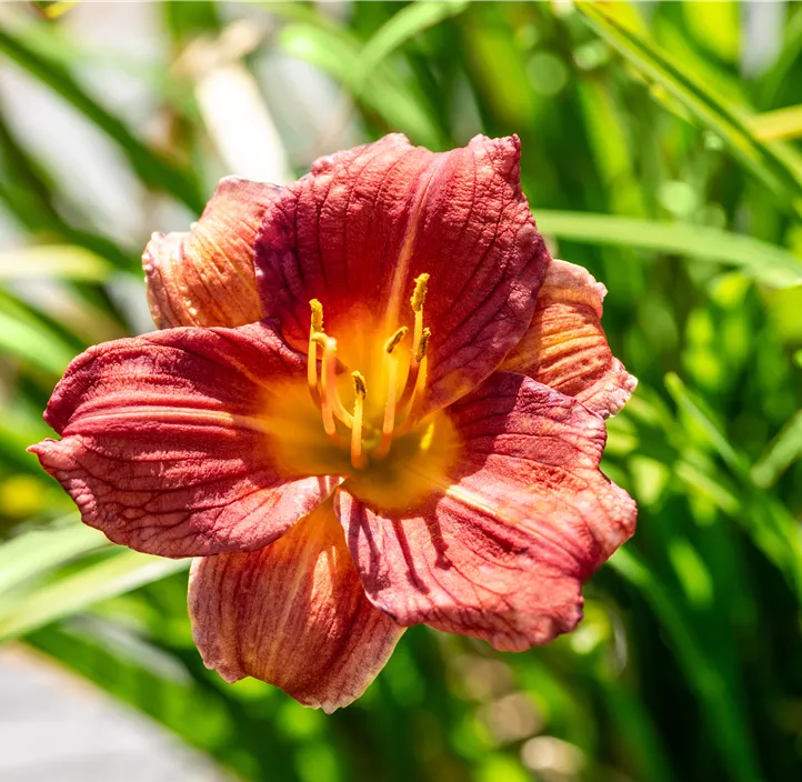 Garten-Taglilie EveryDaylily™ 'Red Ribs'