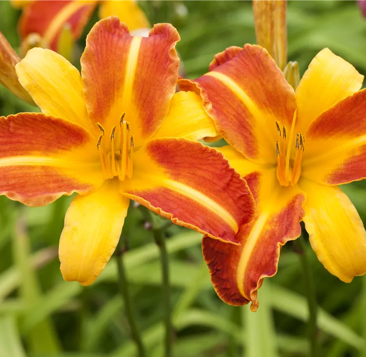 Garten-Taglilie EveryDaylily™ 'Yellow Punch '