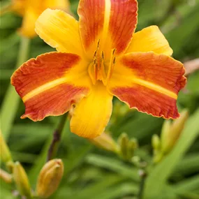 Hemerocallis hybriden EverydayLily Yellow Punch