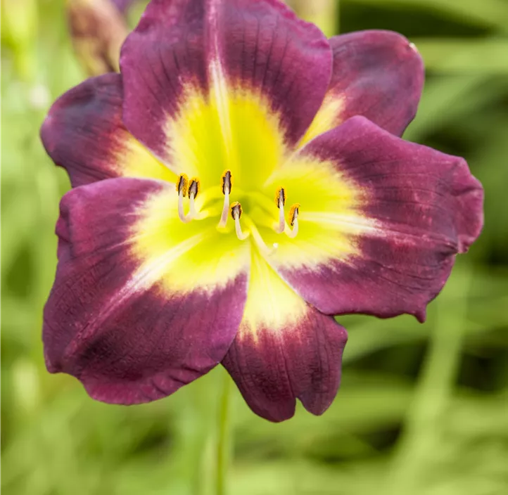 Garten-Taglilie 'Night Beacon'