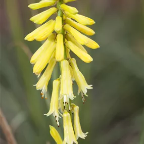Kniphofia uvaria Banana Popsicle