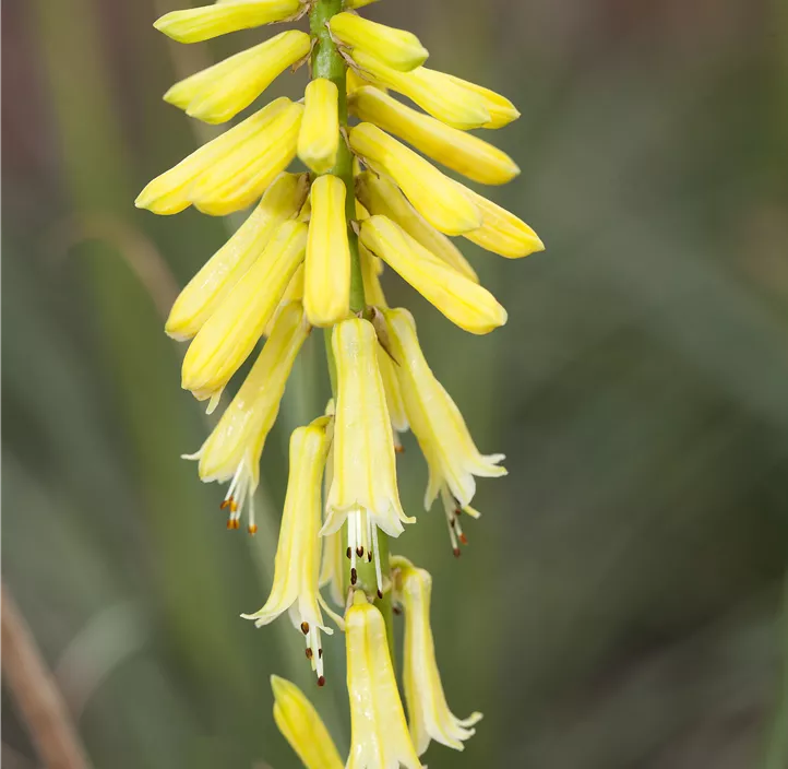 Garten-Fackellilie 'Banana Popsicle'®(s)