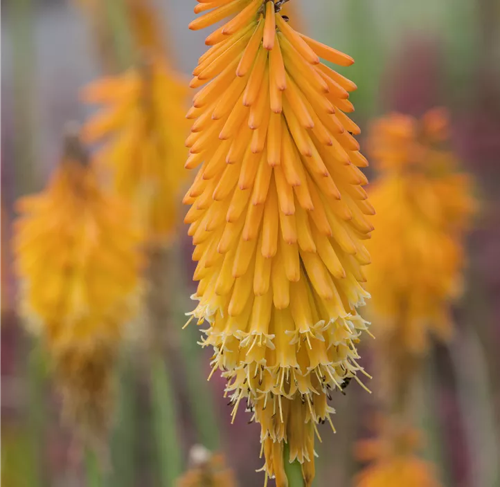 Garten-Fackellilie 'Mango Popsicle'®(s)