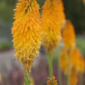 Kniphofia uvaria Mango Popsicle