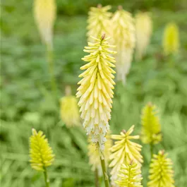 Kniphofia uvaria Poco Citron