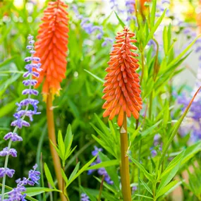 Kniphofia uvaria Poco Orange