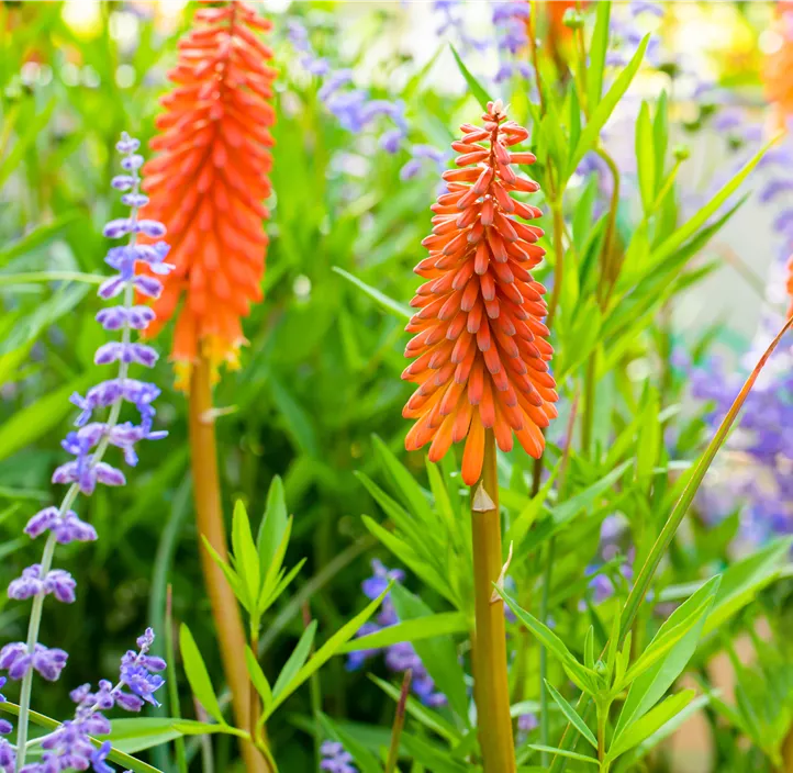 Garten-Fackellilie 'Poco Orange'
