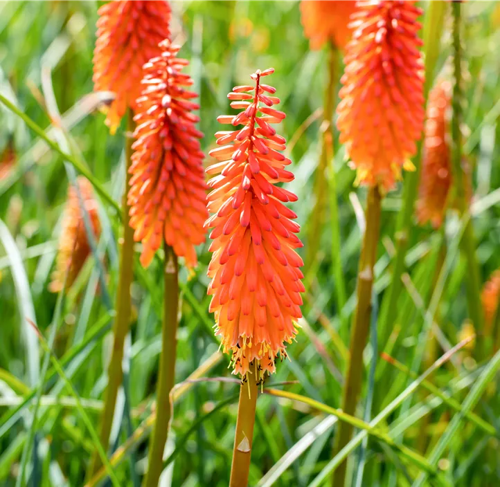 Garten-Fackellilie 'Poco Orange'