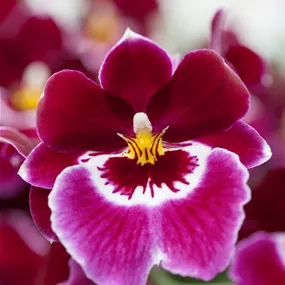 Miltoniopsis Mix
