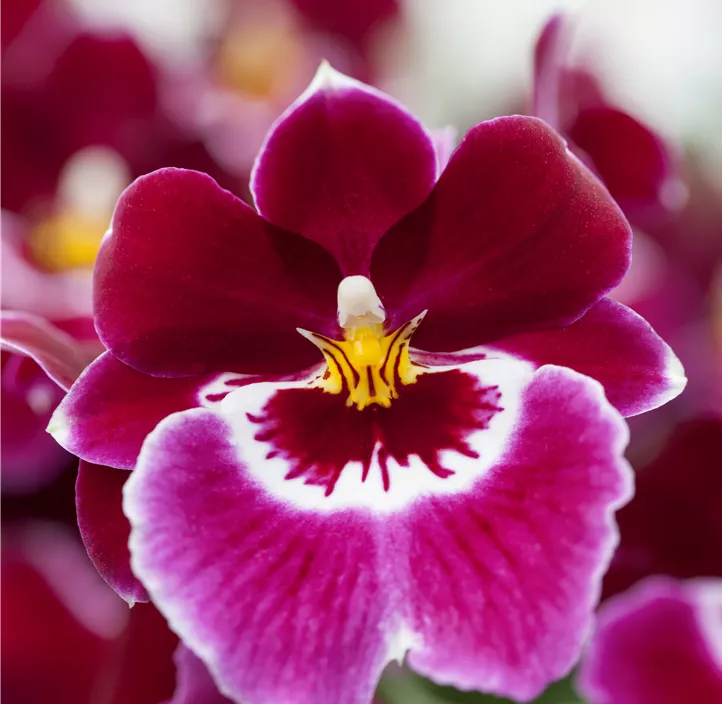 Stiefmütterchen-Orchidee