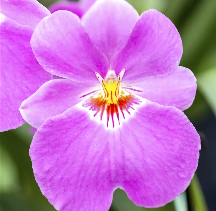 Stiefmütterchen-Orchidee