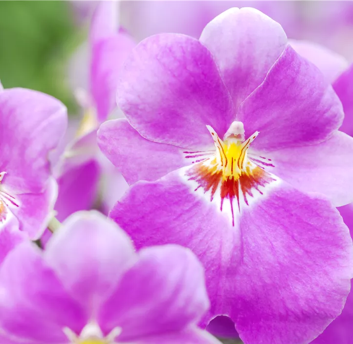 Stiefmütterchen-Orchidee