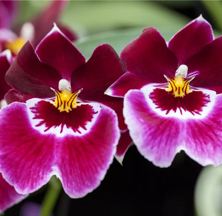 Stiefmütterchen-Orchidee