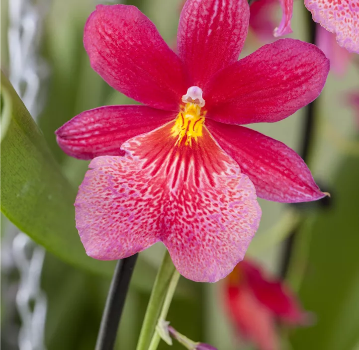 Stiefmütterchen-Orchidee