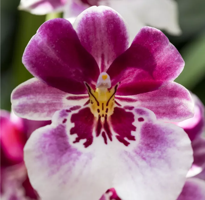 Stiefmütterchen-Orchidee